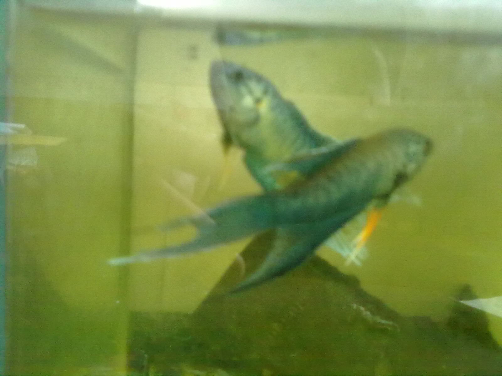 越黑斗鱼换鱼缸-物品交换-北海365网(beihai36