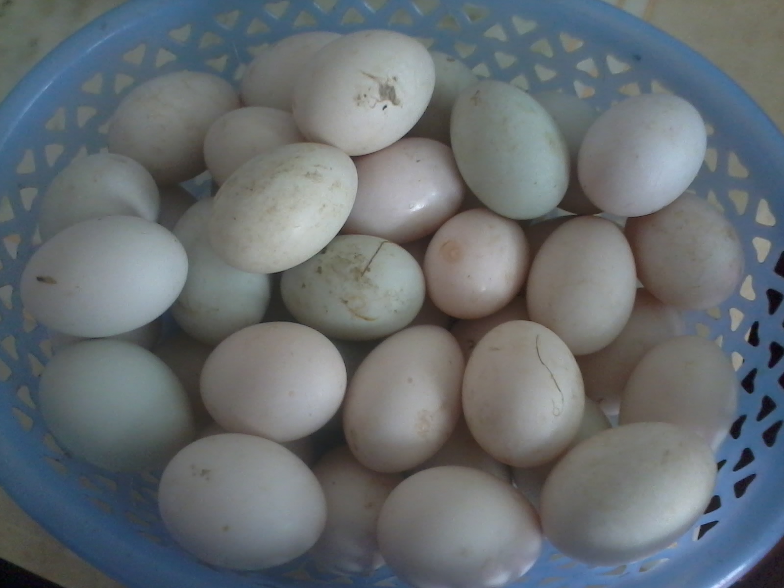 普通家常菜又来咯,一只鸡两种做法最爱酱油鸡