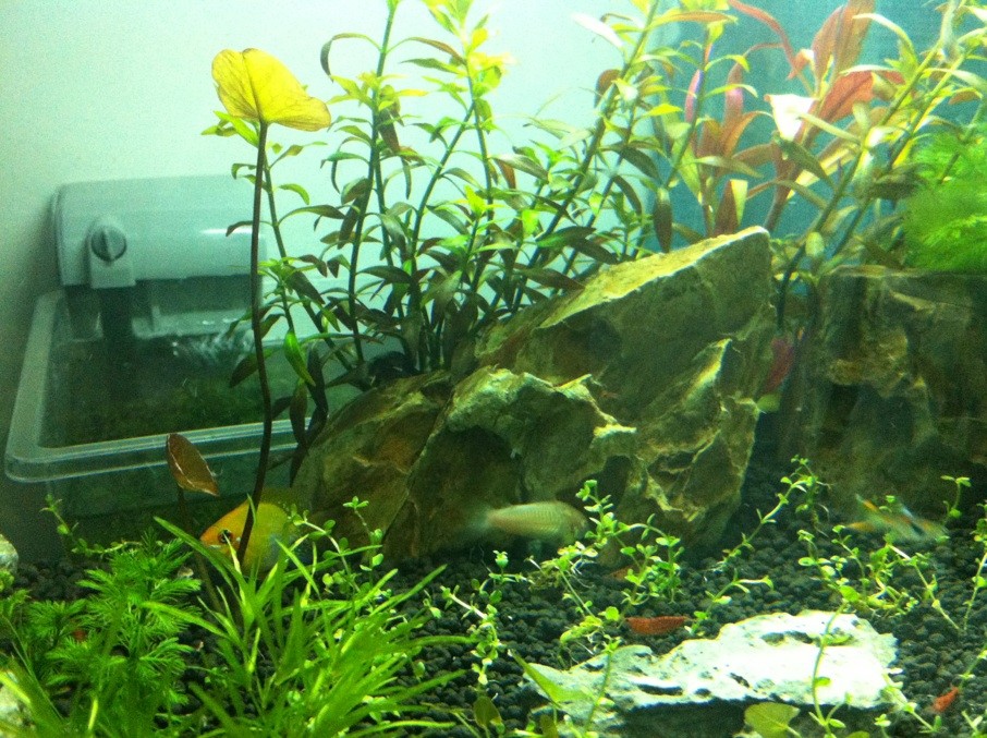 成品缸也能如此玩,谁说成品缸不如超白缸。-休