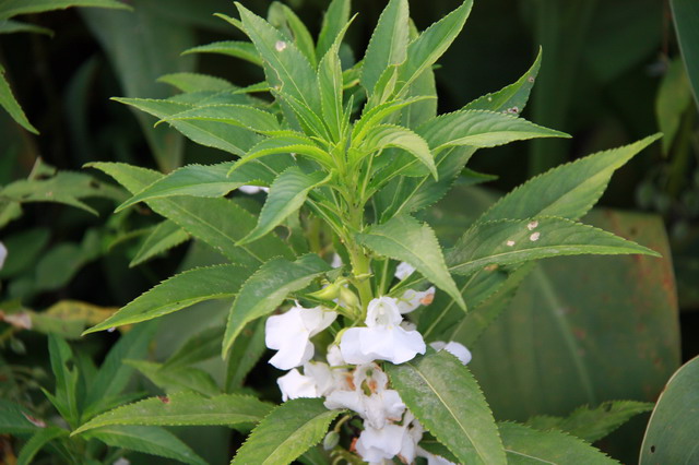 问下广大网友 北海那里种有白色的指甲花(凤仙花-绿色兵团-北海365网