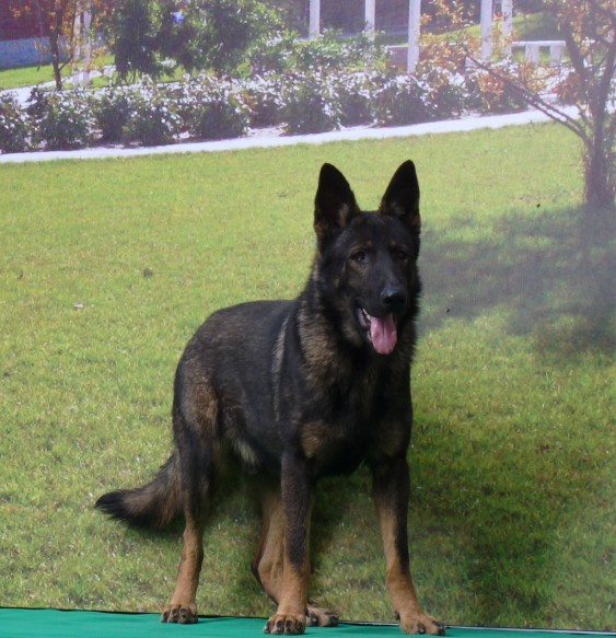 卖5只DDR小狗了-宠物服务-北海365网(beihai