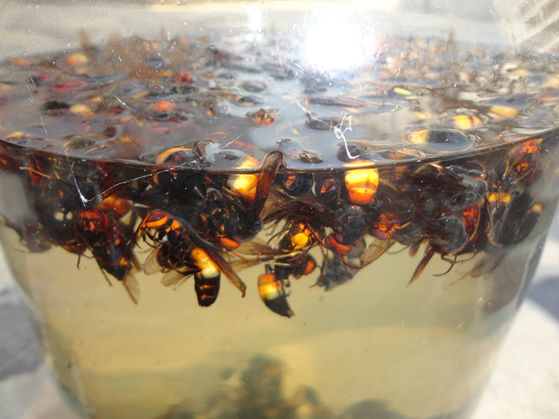 爱北海,做好北海菜36(蜜蜂泡酒)