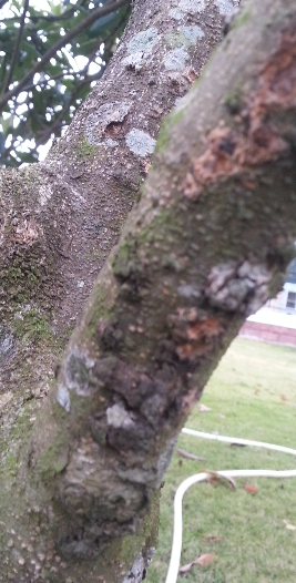 荔枝树是什么病?怎么治疗-绿色兵团-北海365网