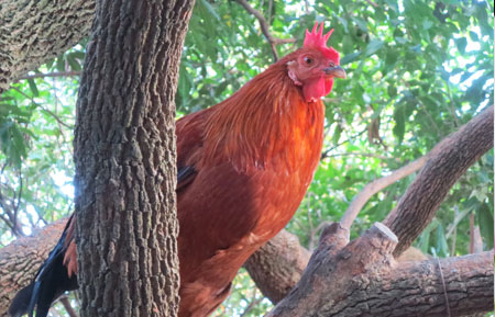 中司农生态螺旋藻鸡蛋,一盒30枚 最后两盒 低价