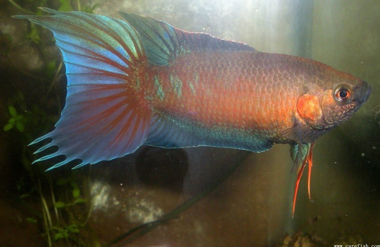 中国斗鱼基础篇(认识中国斗鱼)-休闲水族-北海365网(beihai365.com)