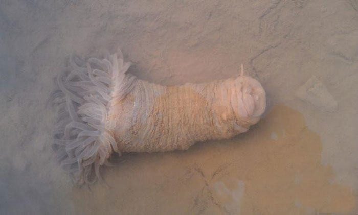 发现不明白海生物!-北海时事开讲-北海365网(b