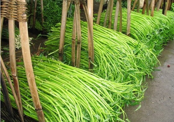 博白蕹菜,又叫空心菜或通心菜,是一年生草本植