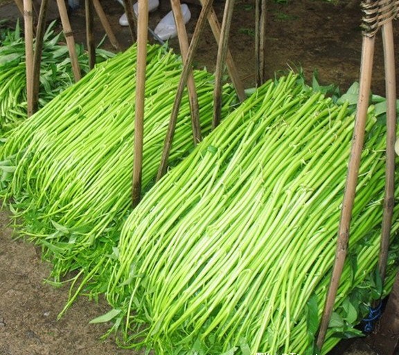 博白蕹菜,又叫空心菜或通心菜,是一年生草本植