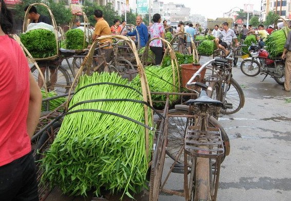 博白蕹菜,又叫空心菜或通心菜,是一年生草本植