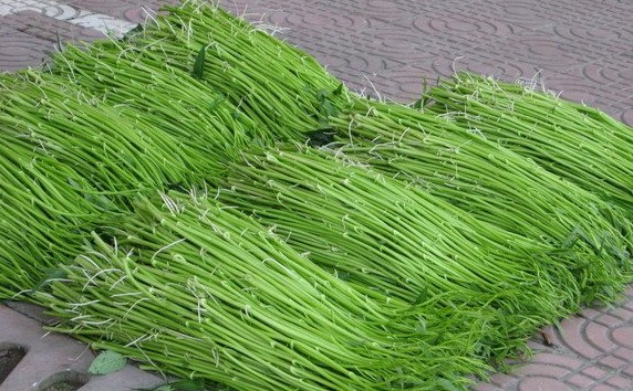 博白蕹菜,又叫空心菜或通心菜,是一年生草本植