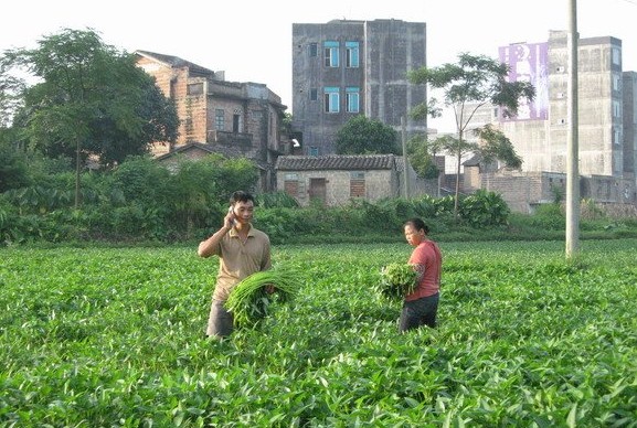 博白蕹菜,又叫空心菜或通心菜,是一年生草本植