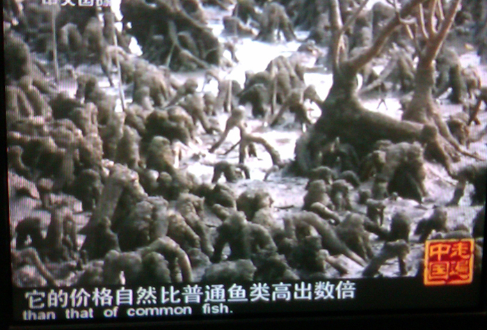 CCTV4中文国际频道将在5月26日播出美丽中国