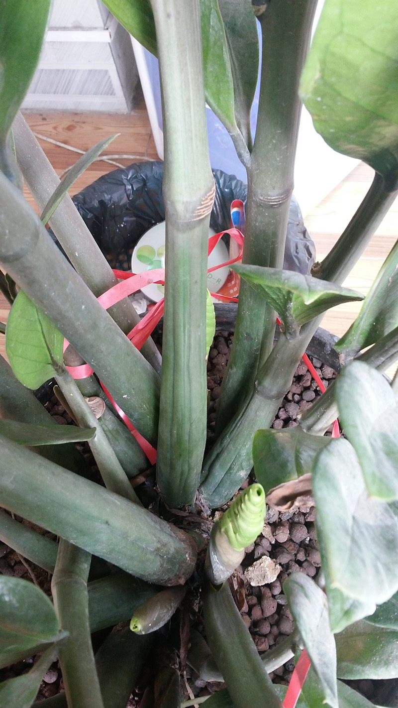 请求帮助:金钱树的竿萎缩了-绿色兵团-北海365