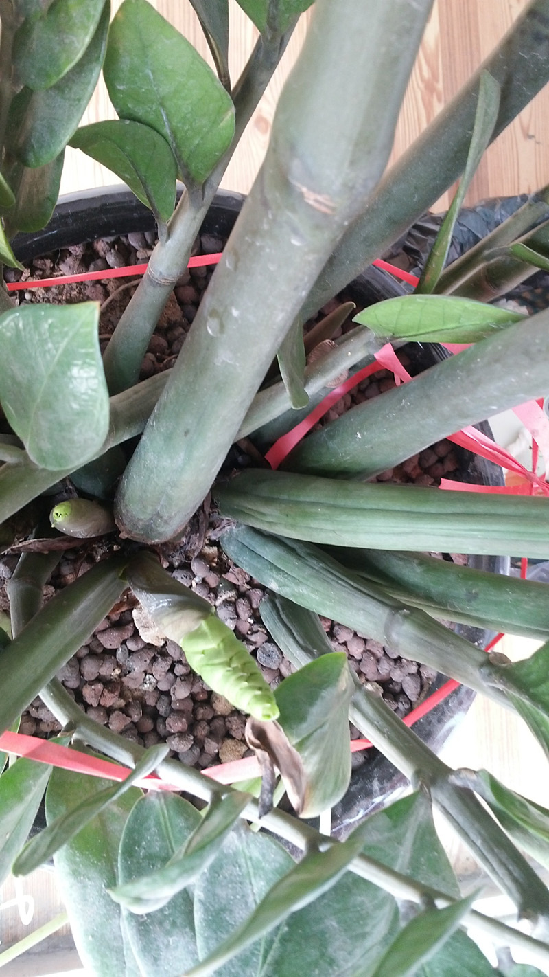 请求帮助:金钱树的竿萎缩了-绿色兵团-北海365