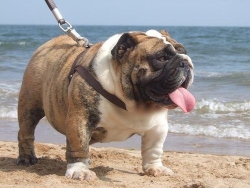 北海有人养英国斗牛犬吗-爱犬俱乐部-北海365