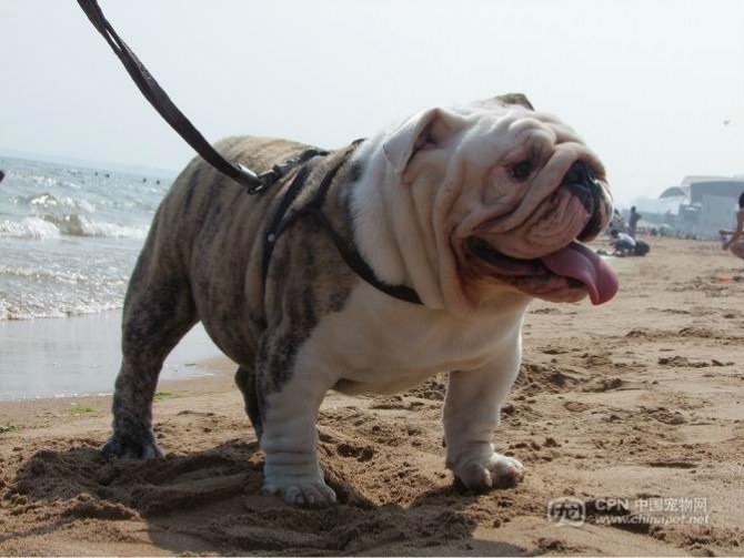 北海有人养英国斗牛犬吗-爱犬俱乐部-北海365