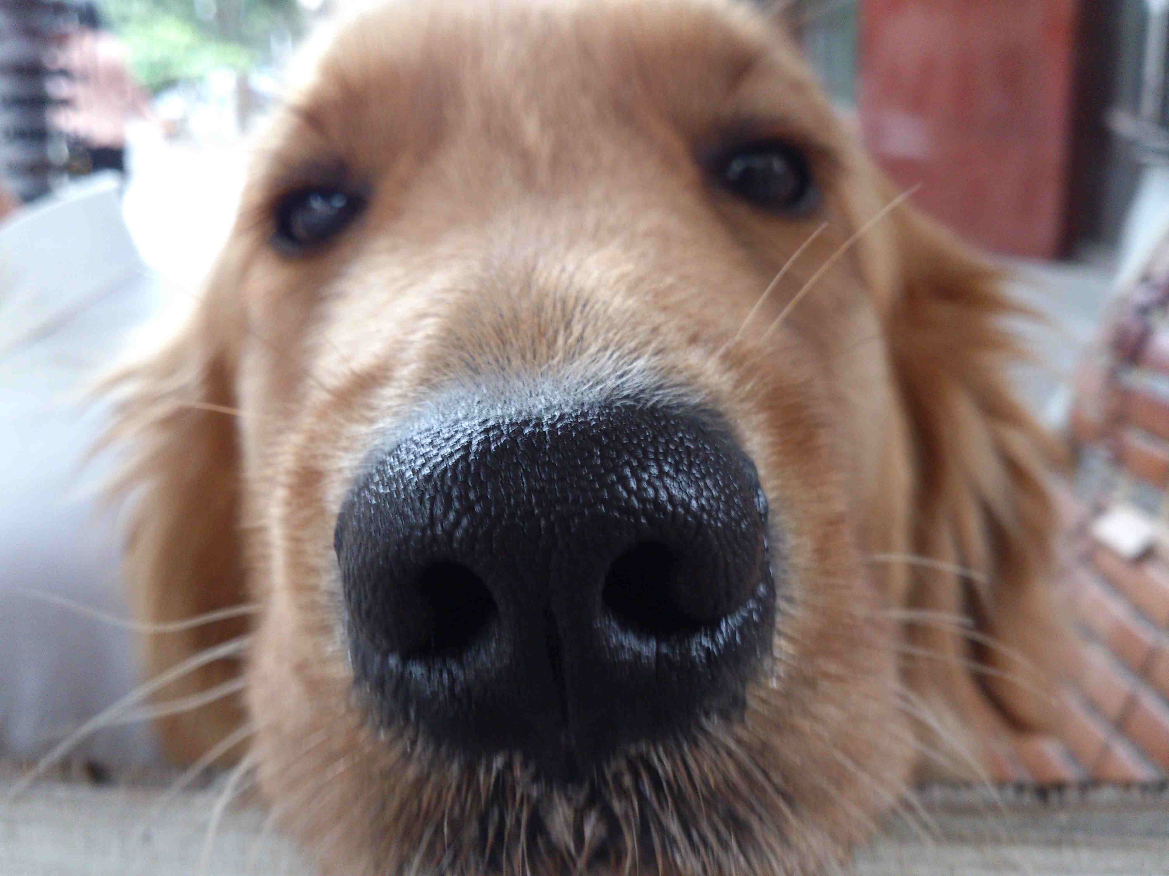 狗 鼻子 树叶 - Pixabay上的免费照片 - Pixabay