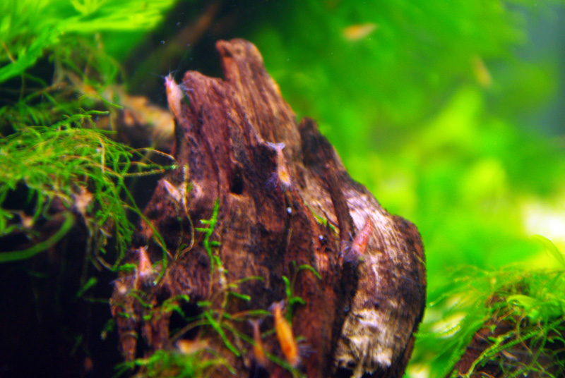 出一些樱花虾,50元100只不接刀-水族市场-北海