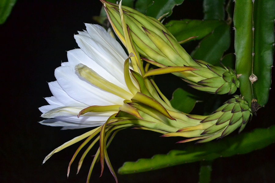 火龙果花正盛开-绿色兵团-北海365网(beihai36