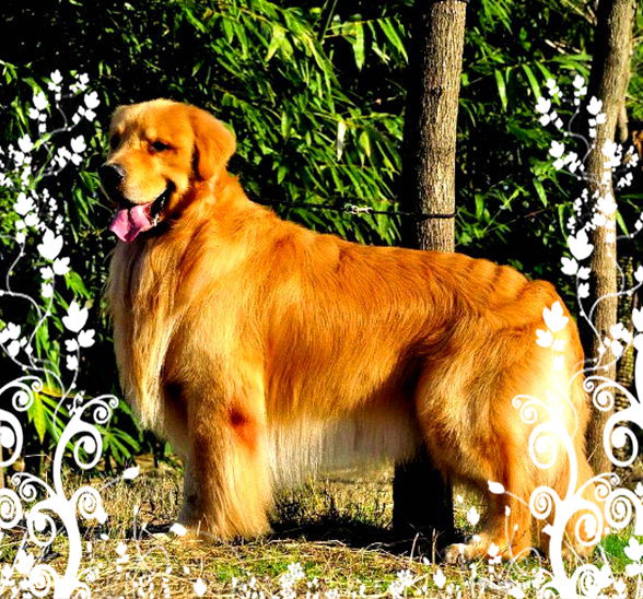 Diogo(蒂亚戈)儿子<em>拉菲</em> 和 <em>马甲</em>直女 NOBLE的