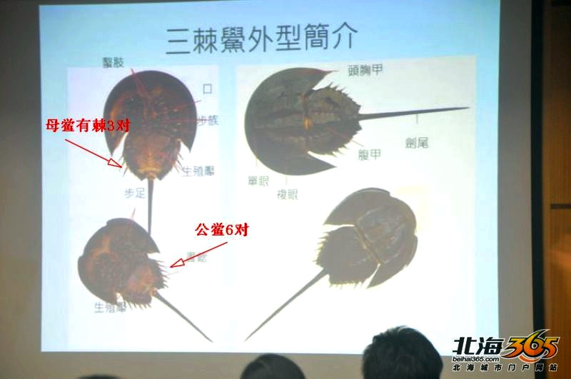 鲎要多长时间才有能力生蛋繁衍下一代?至少需要