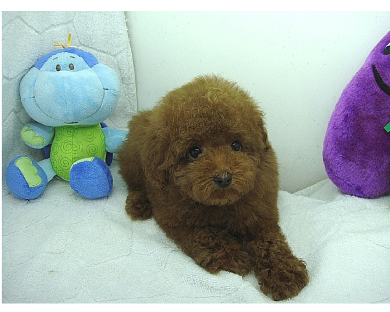75天的棕色小泰迪犬-猫狗交易-北海365网(bei