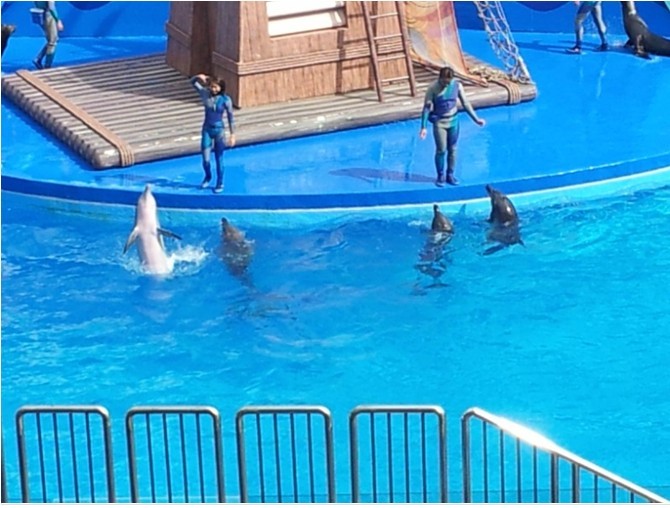 香港游,去海洋公园观看漂亮的水母以及有趣的