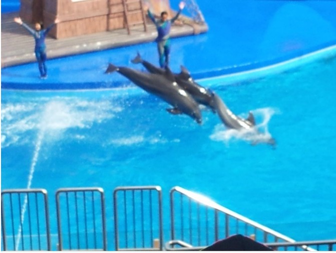 香港游,去海洋公园观看漂亮的水母以及有趣的