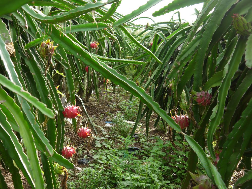 北海火龙果采摘园-绿色兵团-北海365网(beiha