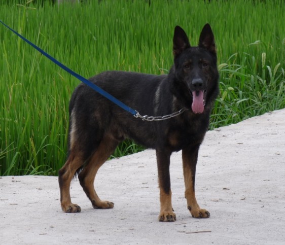 出2只赛级的种公德牧5000元,DDR二岁多,600