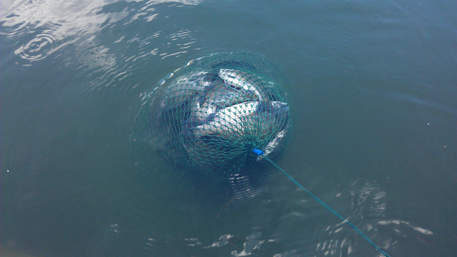 鱼排钓鱼-鱼乐无限-北海365网(beihai365.com