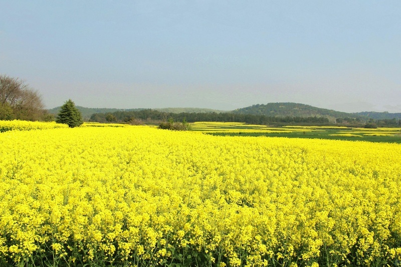 2013年的乡村<em>田园生活-照片</em>里的故事-北海365