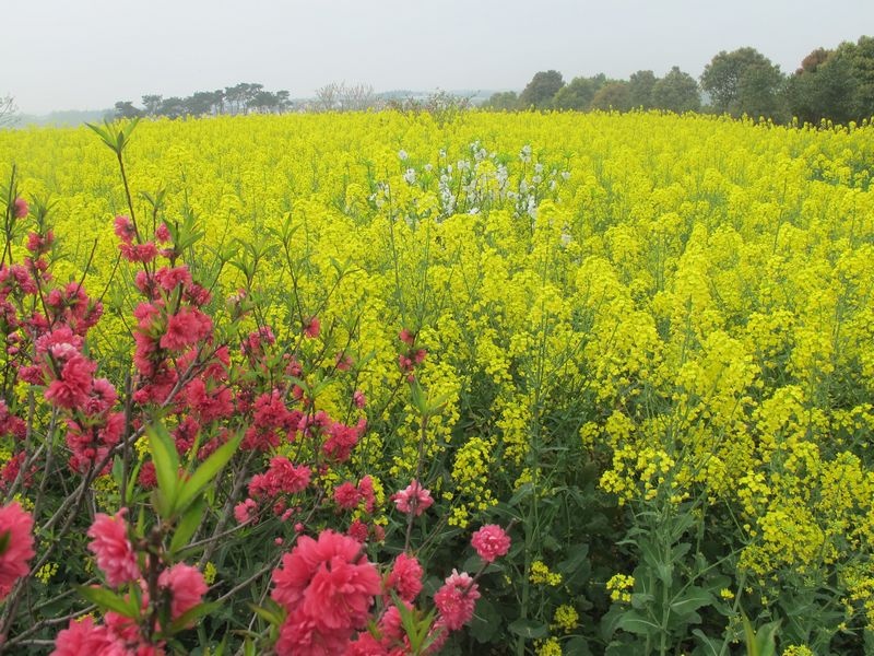 2013年3月份,由于工作需要,我来到了南京南边的一个县城高淳,高淳被誉为南京后花园。是世界慢城联盟授予的国际慢城、是国际慢城联盟中国总部所在地,国家园林县城、中国最佳生态休闲旅游名县、全国百强县,是首批国家级生态示范区。高淳农村主要以养殖大闸蟹为主,9月是大闸蟹丰收的季节;桠溪慢城主要以种植为主。我们公司主要是生产养殖和种植方面的EM菌,所以经常要下乡。 我们的公司在开发区,离县城有12公里,出入不是很方便,旁边有个村庄,这边的农村生活水平很好,住的都是楼房和别墅。高淳人喜欢吃辣,炒菜又咸又辣,