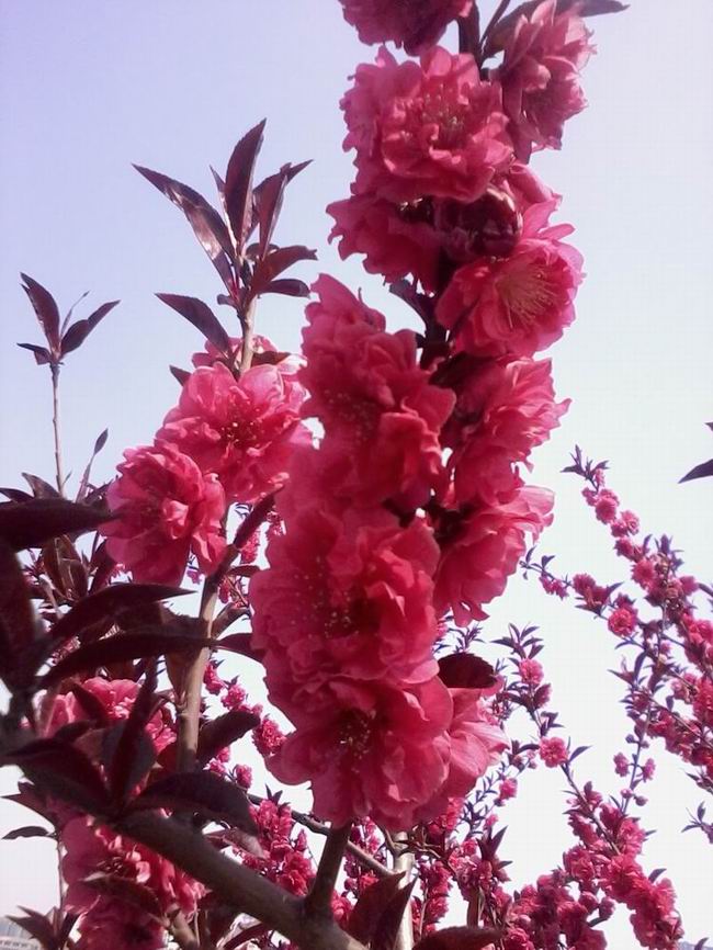 2013年的乡村<em>田园生活-照片</em>里的故事-北海365