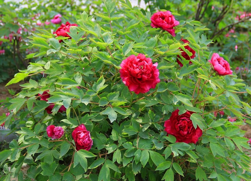 2013年的乡村<em>田园生活-照片</em>里的故事-北海365