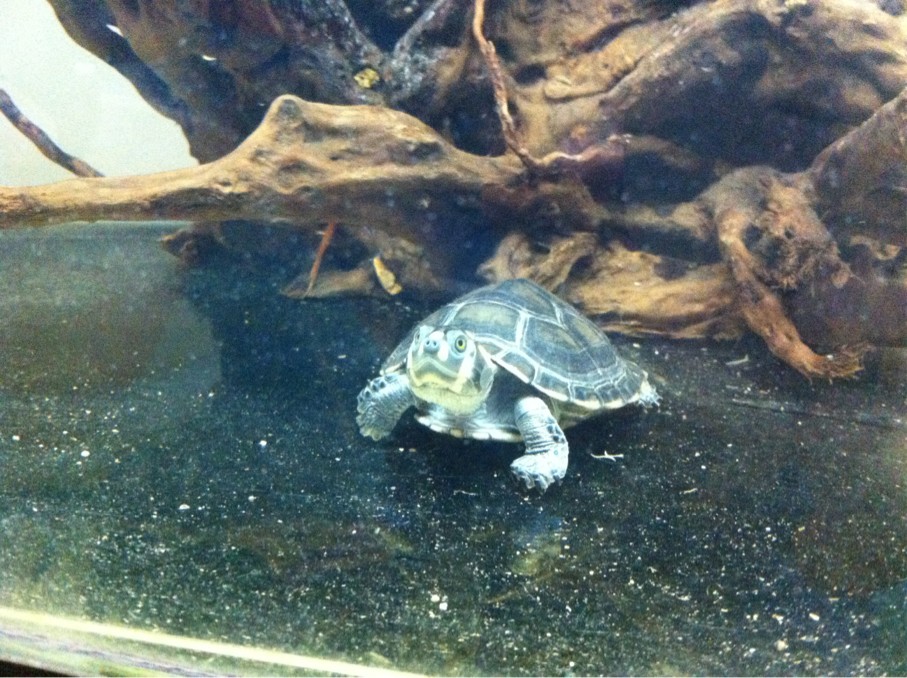 自己养的黄头侧颈龟,电联-水族市场-北海365网