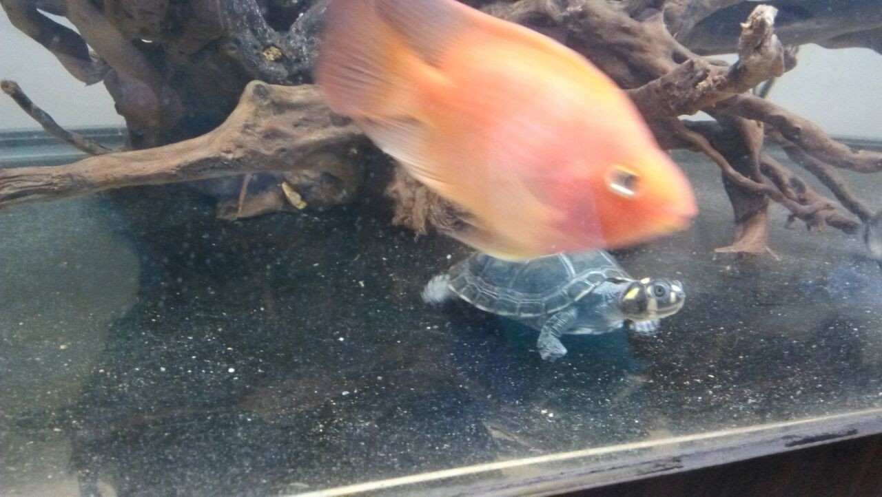 自己养的黄头侧颈龟,电联-水族市场-北海365网