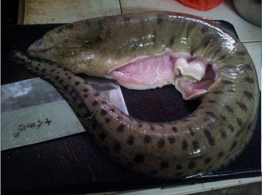 聚餐之朋友潜水拍晕一条油锥-私房菜-北海365网(beihai365.com)