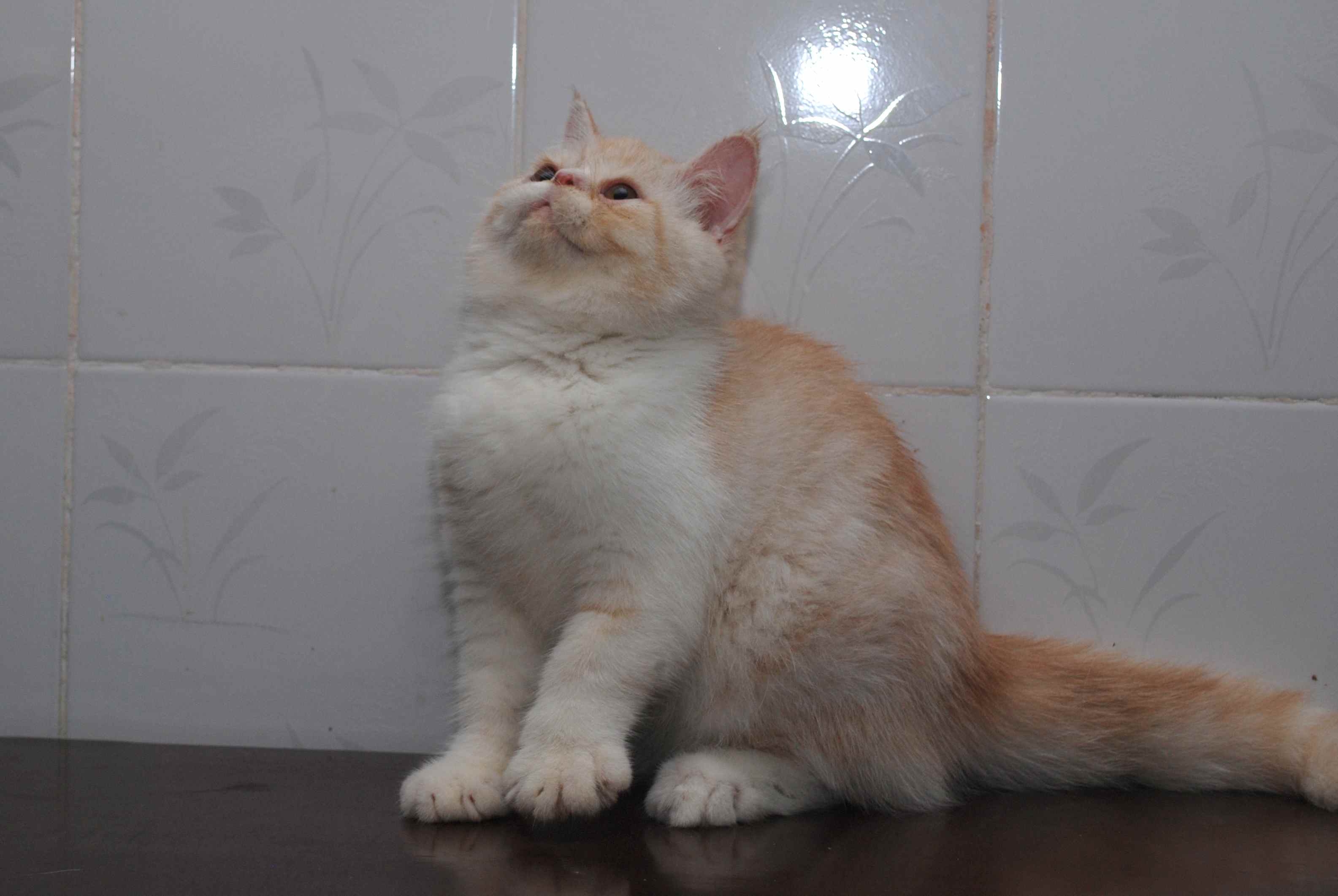 可爱加菲猫咪找新家落地灯视频图片