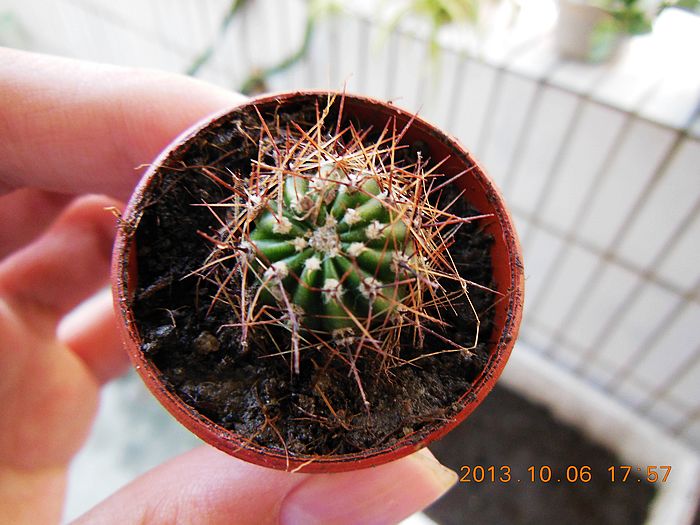 花盛球(草球)-绿色兵团-北海365网(beihai365.c