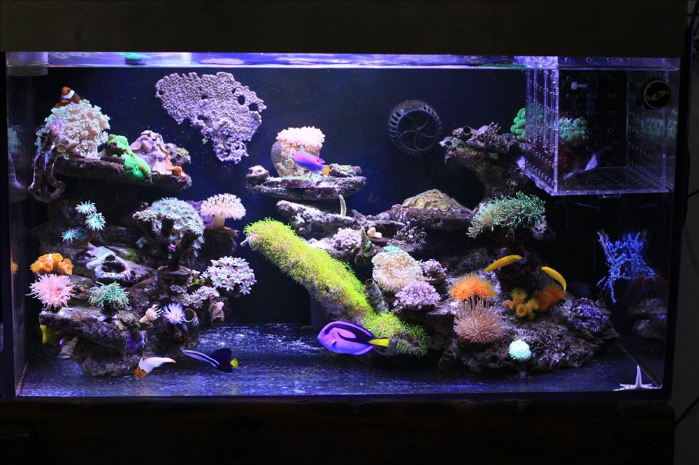 养了2年梦幻海底世界珊瑚鱼缸(多图，观赏鱼，珊瑚)-休闲水族-北海365网(beihai365.com)