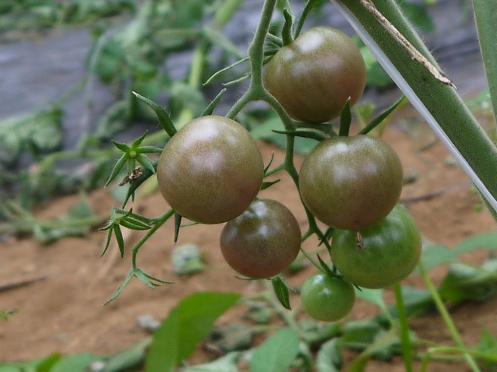 当 巨无霸-草莓 偶遇 黑珍珠-番茄 -绿色兵团-北