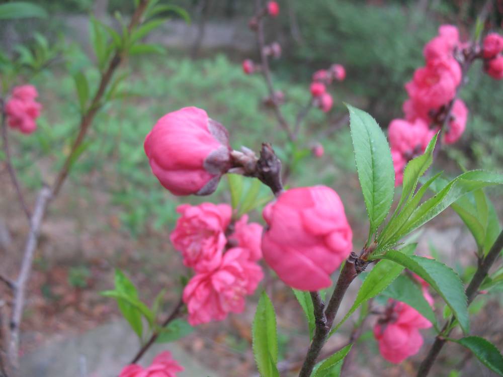 踏青赏花青秀山 迎春盛放桃花情 --南宁青秀山