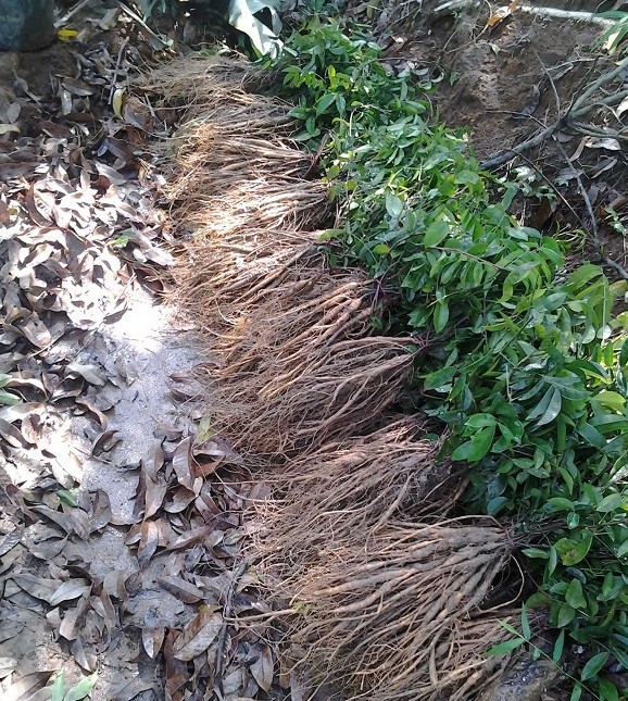 海南牛大力种苗-工商代理\/注册-北海365网(bei