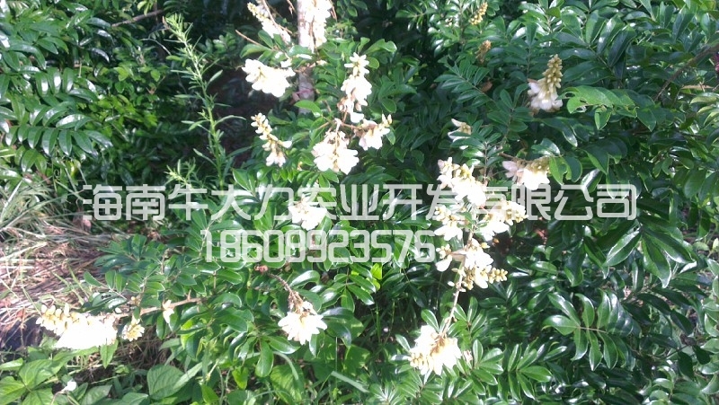 海南牛大力种苗-工商代理\/注册-北海365网(bei