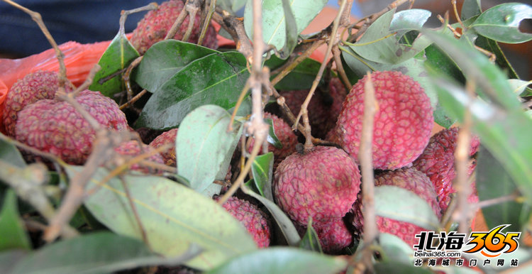 荔枝验证码的来源和历史背景