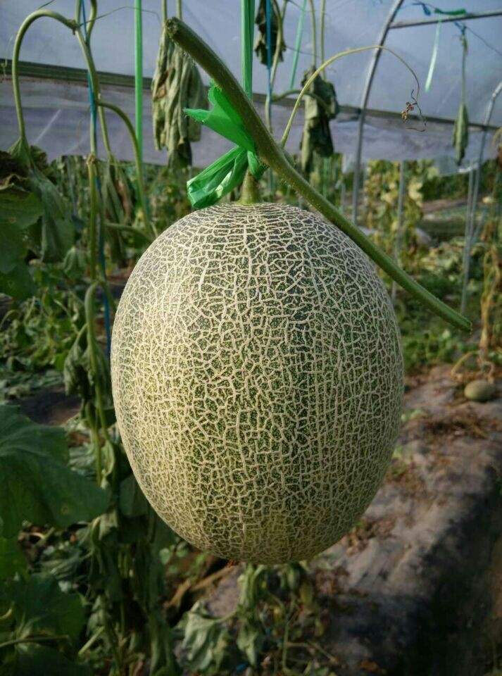 哈密瓜怎么做才会甜 304_336466_0505d51d273ded0.jpg