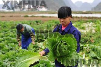 收入证明范本_支出收入表格_扬州农民收入倍增