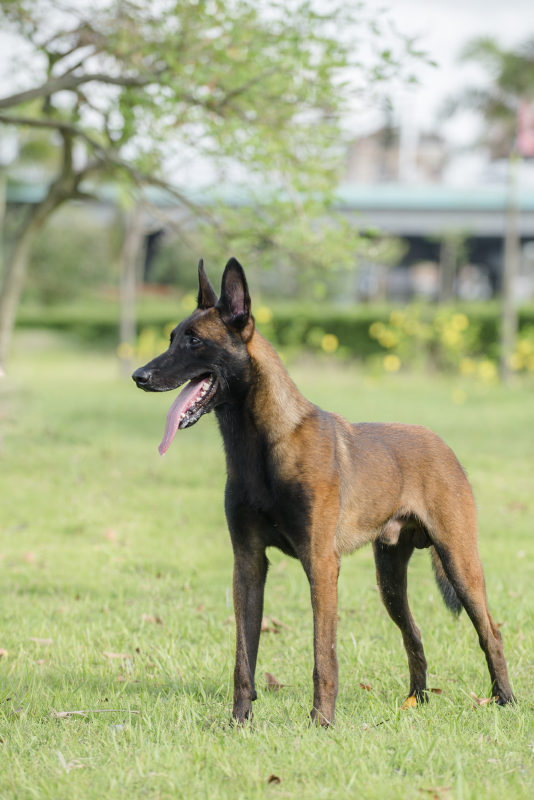 高品质成年马犬对外借配,实物图片如下.