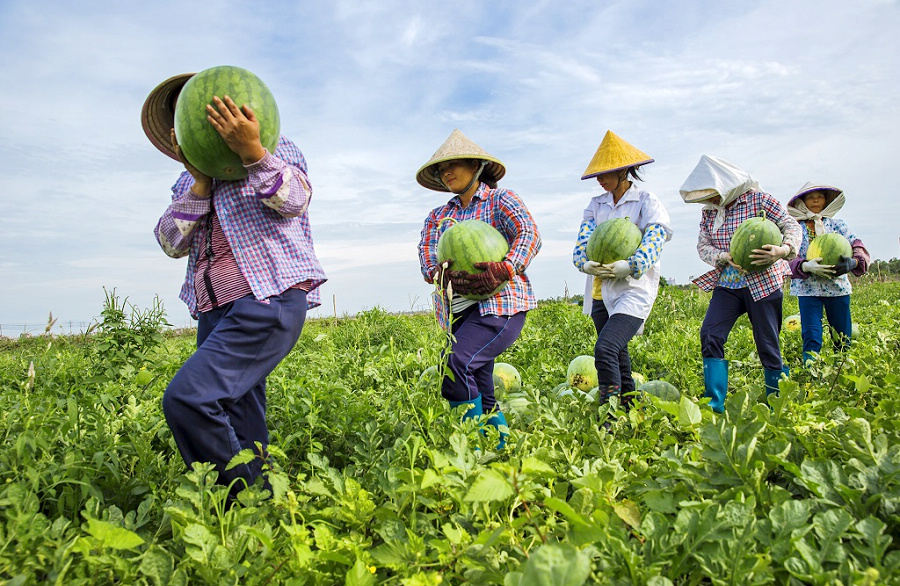 北海的西瓜要向高质量、安全标准化生产方向发